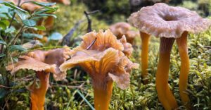 Girolle Grise Tout Savoir Chasseurs De Champignons