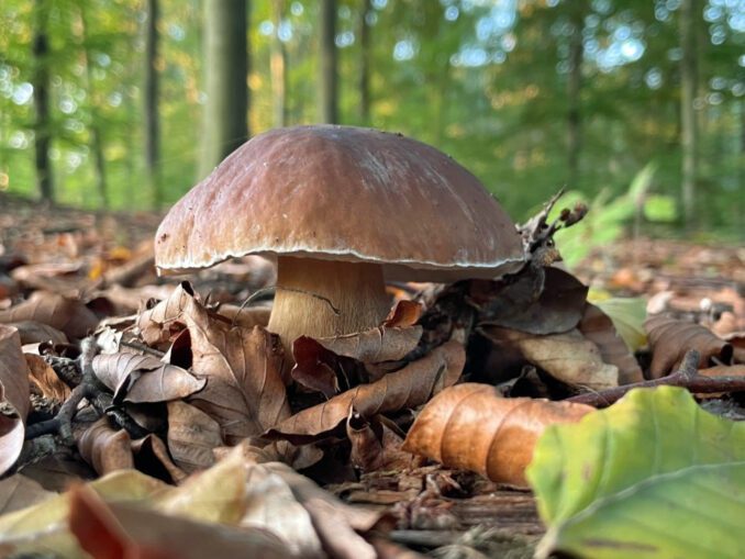 Un C Pe Jaune Chasseurs De Champignons