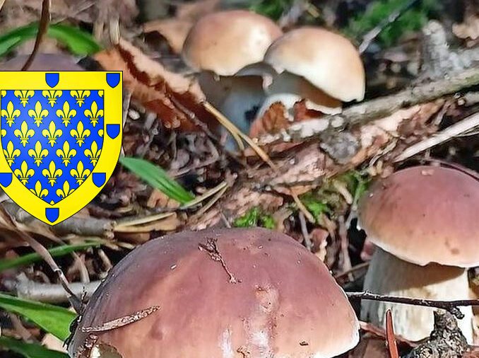 Le Meunier Clitopilus Prunulus Tout Savoir Chasseurs De Champignons