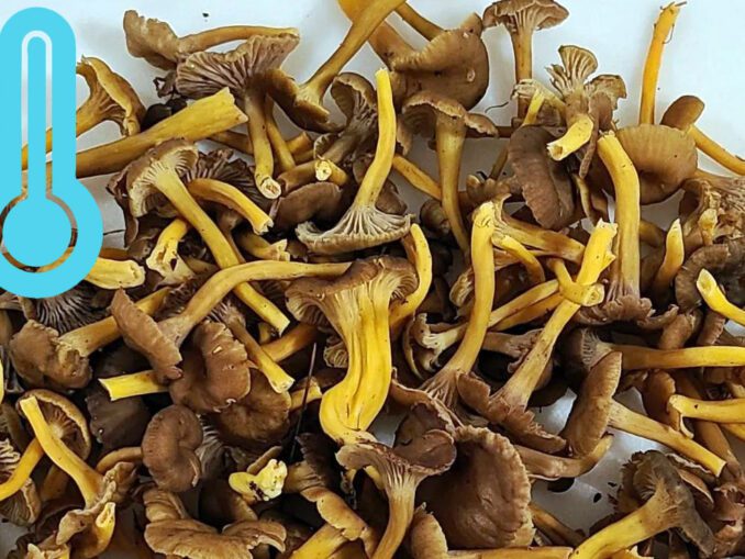 Archives des chanterelle grise Chasseurs de champignons