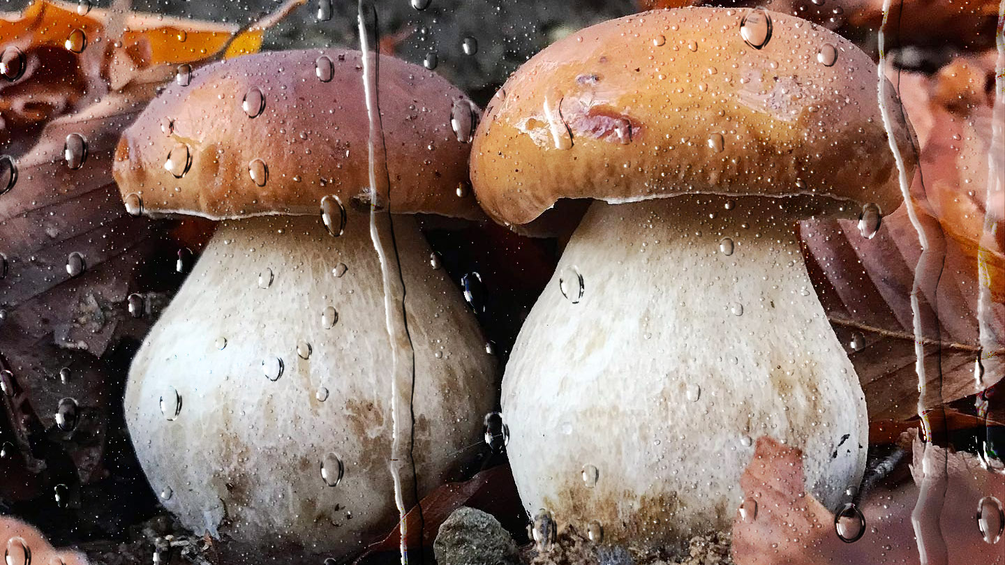 Le temps humide fait pousser les champignons en nombre - Le Temps