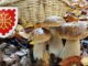 Coins à champignons dans l'Aude (11)