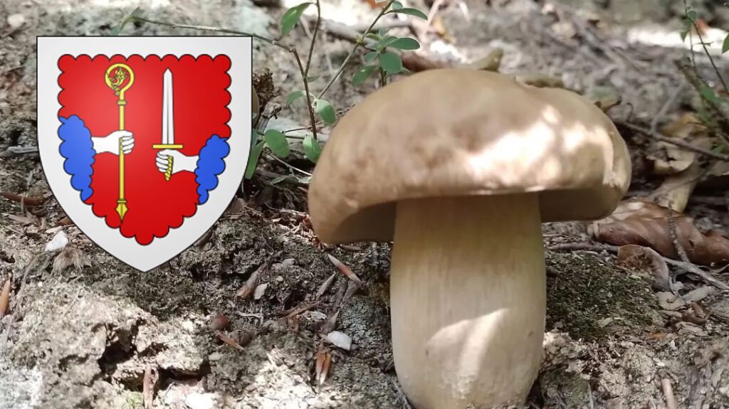 Coins à champignons dans la Haute-Loire (43)