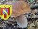 Coins à champignons dans le Cantal (15)