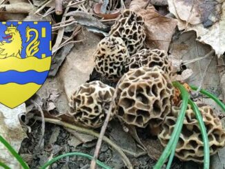 Coins à champignons dans le Doubs (25)