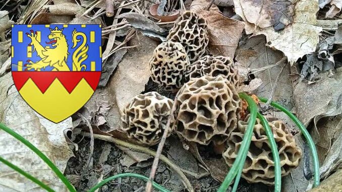 Coins à champignons dans le Jura (39)