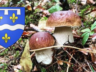 Coins à champignons dans le Loiret (45)