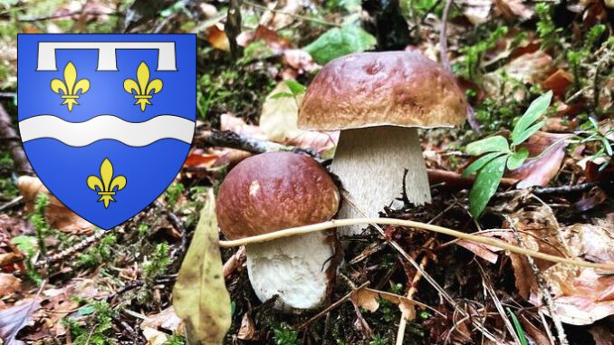 Coins à champignons dans le Loiret (45)