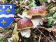 Coins à champignons dans le Loiret (45)