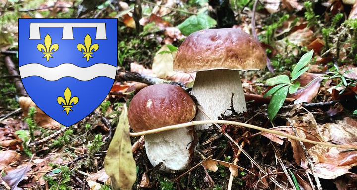 Coins à champignons dans le Loiret (45)