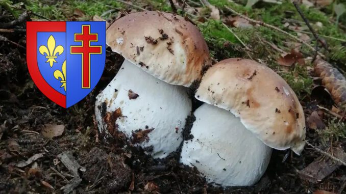 Coins à champignons dans le Maine-et-Loire (49)