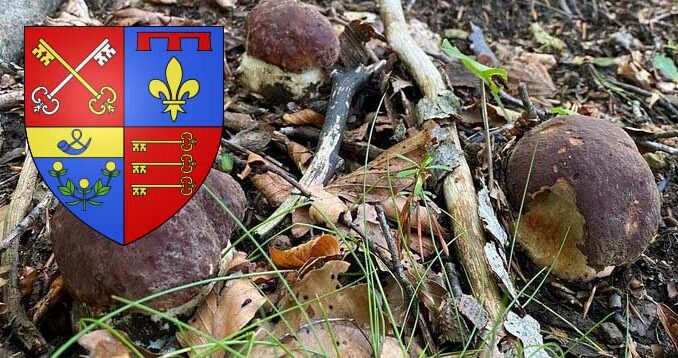 Coins à champignons dans le Vaucluse (84)