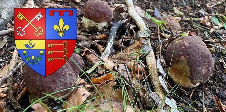 Coins à champignons dans le Vaucluse (84)