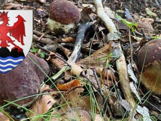 Coins à champignons dans les Alpes-Maritimes (06)