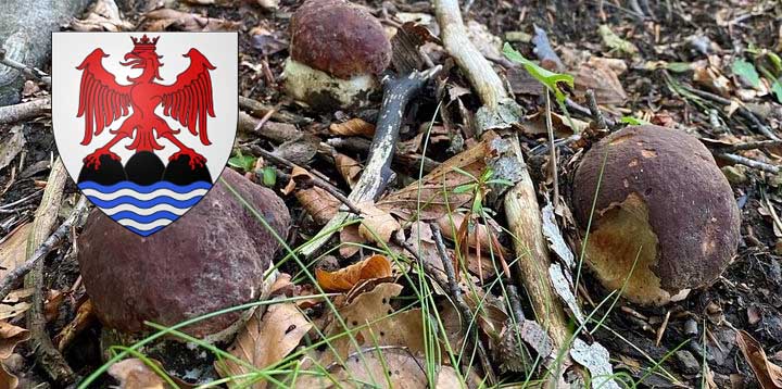 Coins à champignons dans les Alpes-Maritimes (06)