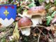 Coins à champignons dans les Alpes-de-Haute-Provence (04)