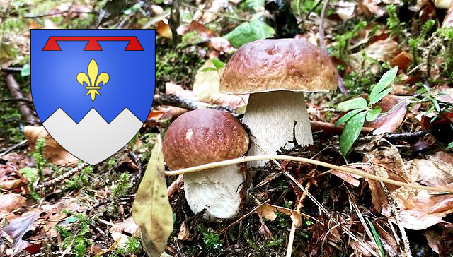 Coins à champignons dans les Alpes-de-Haute-Provence (04)