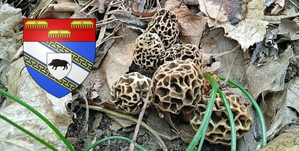 Coins à champignons dans les Ardennes (08)