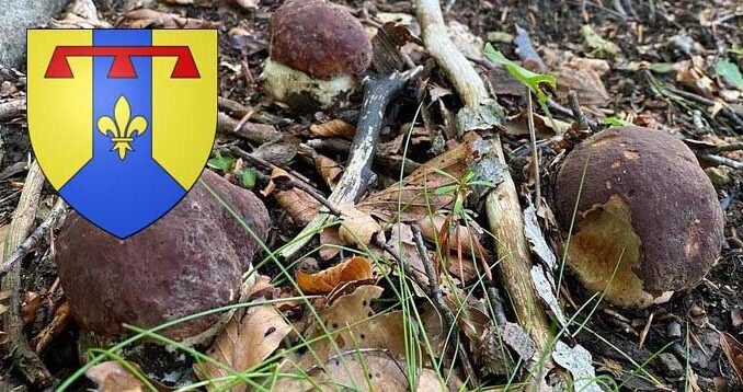 Coins à champignons dans les Bouches-du-Rhône (13)