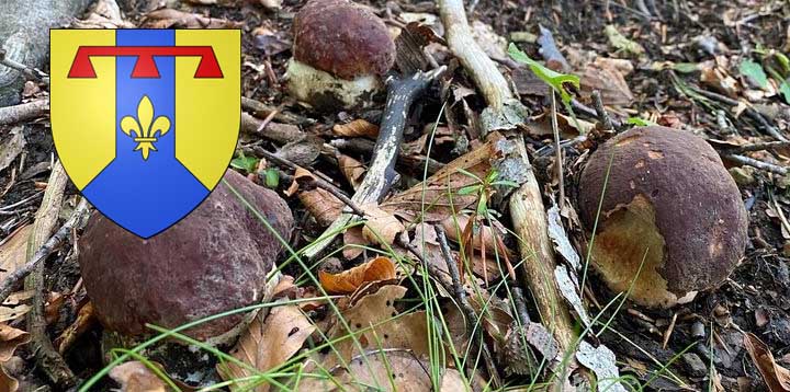 Coins à champignons dans les Bouches-du-Rhône (13)