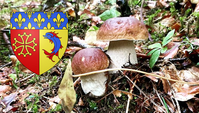 Coins à champignons dans les Hautes-Alpes (05)