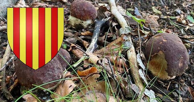 Coins à champignons dans les Pyrénées-Orientales (66)