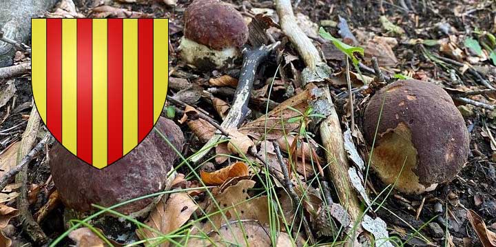 Coins à champignons dans les Pyrénées-Orientales (66)