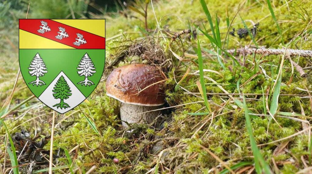 Coins à champignons dans les Vosges (88)