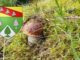 Coins à champignons dans les Vosges (88)