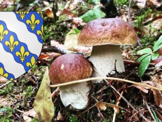 Coins à champignons dans les Yvelines (78)