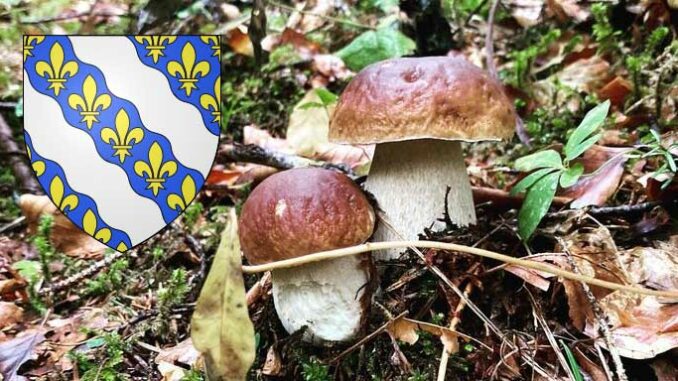 Coins à champignons dans les Yvelines (78)