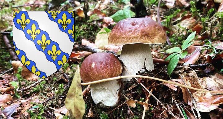 Coins à champignons dans les Yvelines (78)