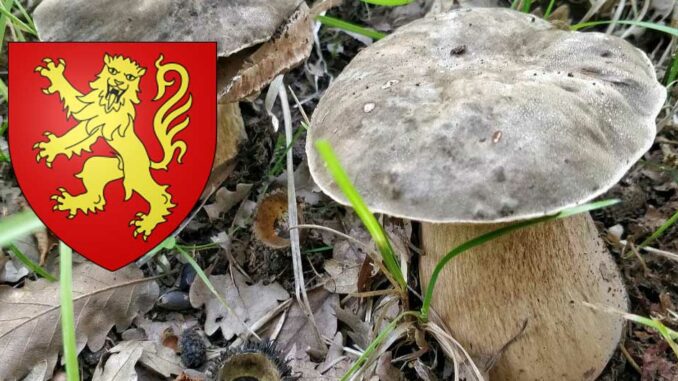 Coins à champignons en Aveyron (12)