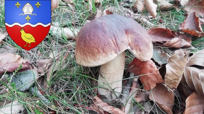 Coins à champignons en Charente-Maritime (17)