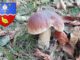 Coins à champignons en Charente-Maritime (17)