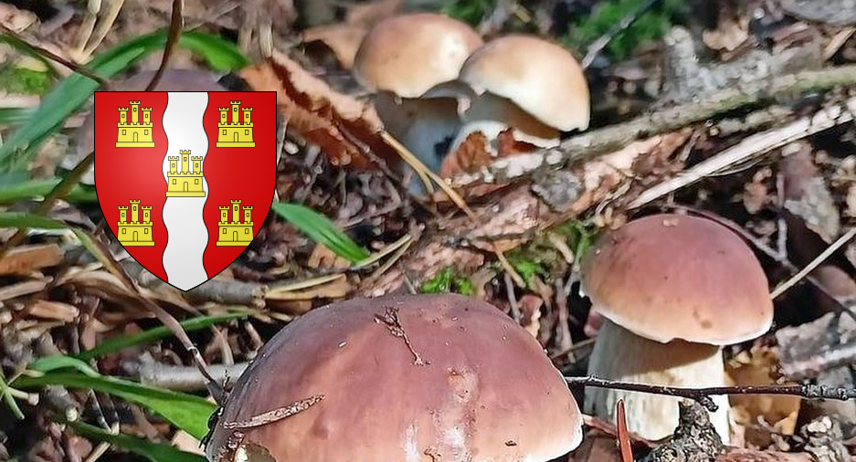 coins à champignons dans le Tarn (81)