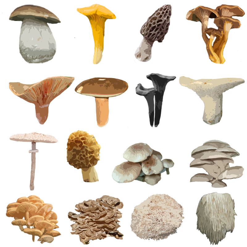 Mushroom Maps - MushroomStalkers